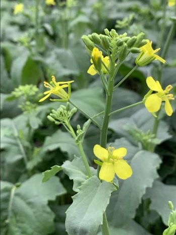 SUPPLIED 

The facility will house seed development work for canola, camelina and winter canola, focusing on trait integration, yield trial seed processing and seed quality analysis.