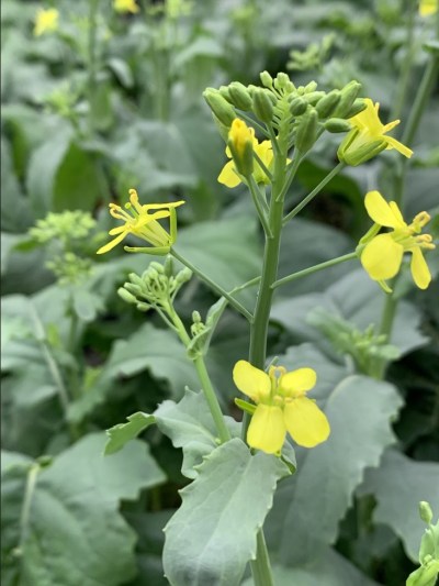 SUPPLIED 

The facility will house seed development work for canola, camelina and winter canola, focusing on trait integration, yield trial seed processing and seed quality analysis.