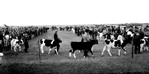 CARILLON ARCHIVES 

Members of one of nine calf clubs parade their calves past the judge around the show ring, while the remaining eight clubs, with calves at halter, await their turn in the spectator area at the Hanover Agricultural Society’s first fair in 1946.