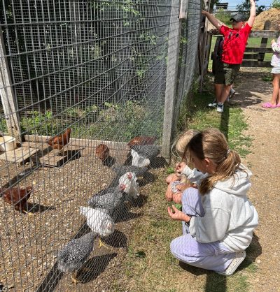 Pioneer Day Camp activities include visiting the farm animals at MHV.
