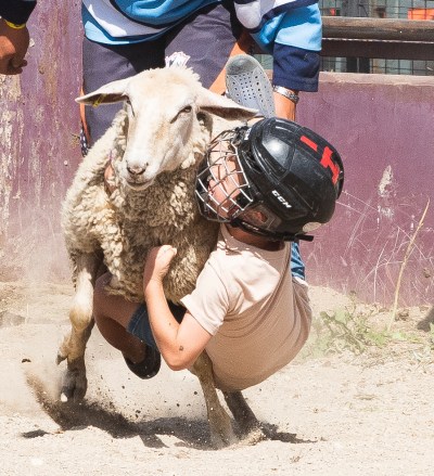 SVJETLANA MLINAREVIC THE CARILLON 

A young cowboy tries his hardest to hang on during the mutton busting event at the Richer Rough Stock Rodeo on Aug. 10, 2024.
