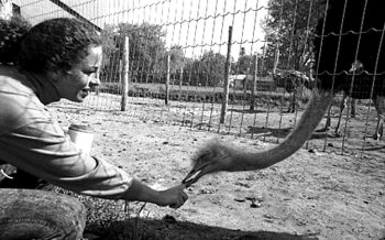 CARILLON ARCHIVES 

Elvis, a handsome ostrich at Sunshine Ridge Ostrich Breeders near Oakbank in the RM of Springfield, sticks his head through the fence to socialize with owner Melanie Rennie.