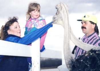 CARILLON ARCHIVES 

Melody Penner attempts to rescue her sleeve from the grip of a playful ostrich, while Carly and Delbert look on.