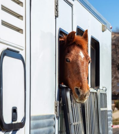 COLUMN: On the Fence Line – Helping a friend: Transporting someone else’s horse