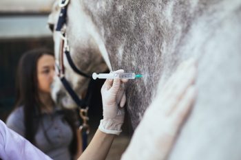 COLUMN: On the Fence Line – Vaccination rules for competition: What MB horse owners need to know ahead of 2027